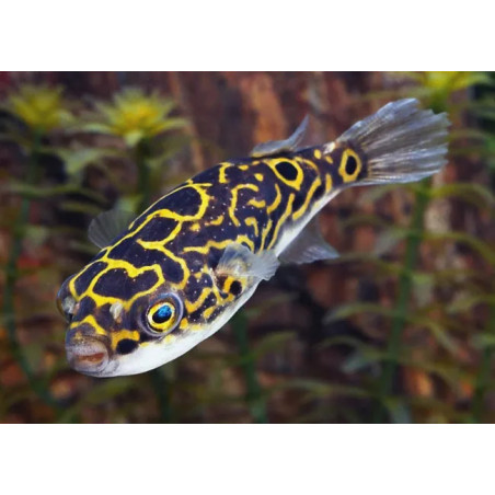 Tetraodon nigroviridis - 2 - 3 cm