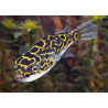 Tetraodon nigroviridis - 2 - 3 cm