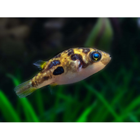 Tetraodon travancoricus - 1 - 2 cm