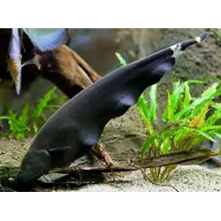 Apteronotus albifrons - 5 - 6 cm