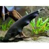 Apteronotus albifrons - 5 - 6 cm