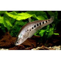 Notopterus chitala - 7 - 8 cm