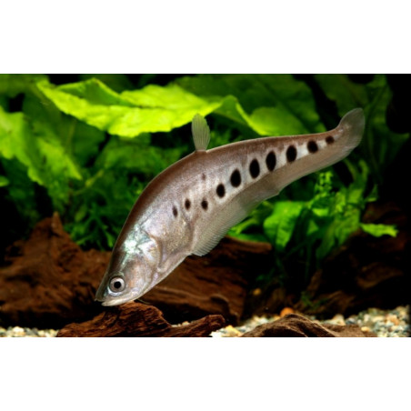 Notopterus chitala - 7 - 8 cm