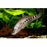 Notopterus chitala - 7 - 8 cm