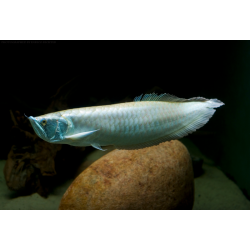 Osteoglossum bicirrhosum - 13 - 16 cm