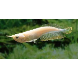 Osteoglossum bicirrhosum silver albino - 10 - 15 cm