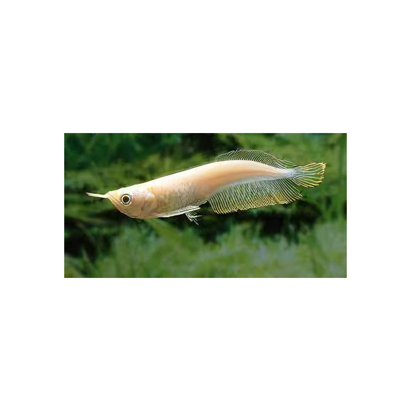Osteoglossum bicirrhosum silver albino - 10 - 15 cm