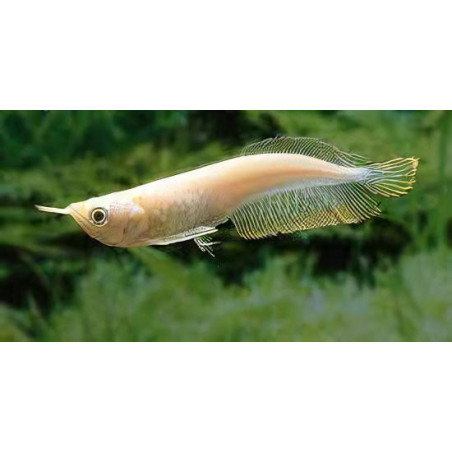 Osteoglossum bicirrhosum silver albino - 10 - 15 cm