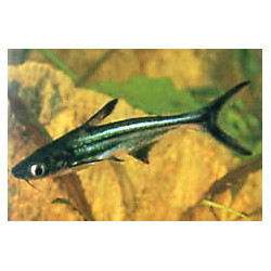 Pangasius sutchi - 5 - 6 cm
