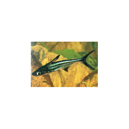 Pangasius sutchi - 5 - 6 cm