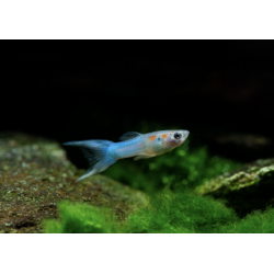 Poecilia endler blue male - 1 - 2 cm
