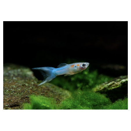 Poecilia endler blue male - 1 - 2 cm