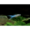 Poecilia endler blue male - 1 - 2 cm