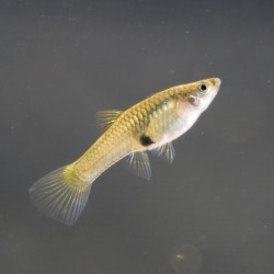 Poecilia endler female - 2.5 - 3.5 cm