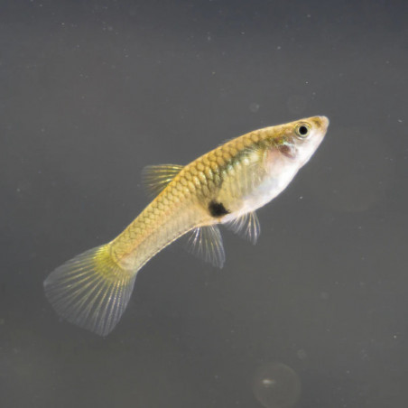 Poecilia endler female - 2.5 - 3.5 cm