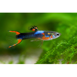 Poecilia endler black fire - 1.5 - 2 cm