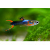 Poecilia endler black fire - 1.5 - 2 cm