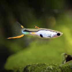 Poecilia endler el silverado - 2 - 3 cm