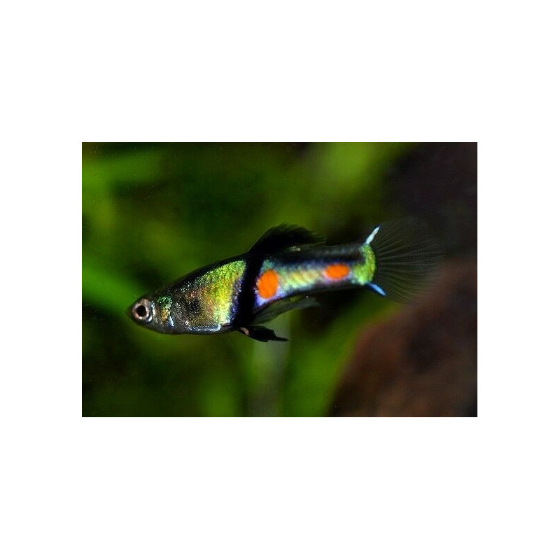 Poecilia endler el tigre - 2 - 3 cm