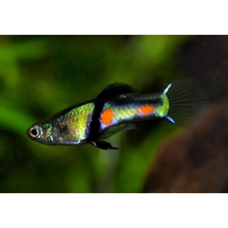 Poecilia endler el tigre - 2 - 3 cm