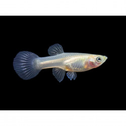 Poecilia endler gold yellow female - 1 - 2 cm