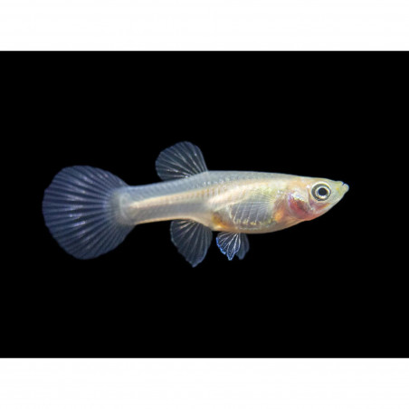 Poecilia endler gold yellow female - 1 - 2 cm