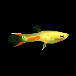 Poecilia endler gold yellow male - 1 - 2 cm