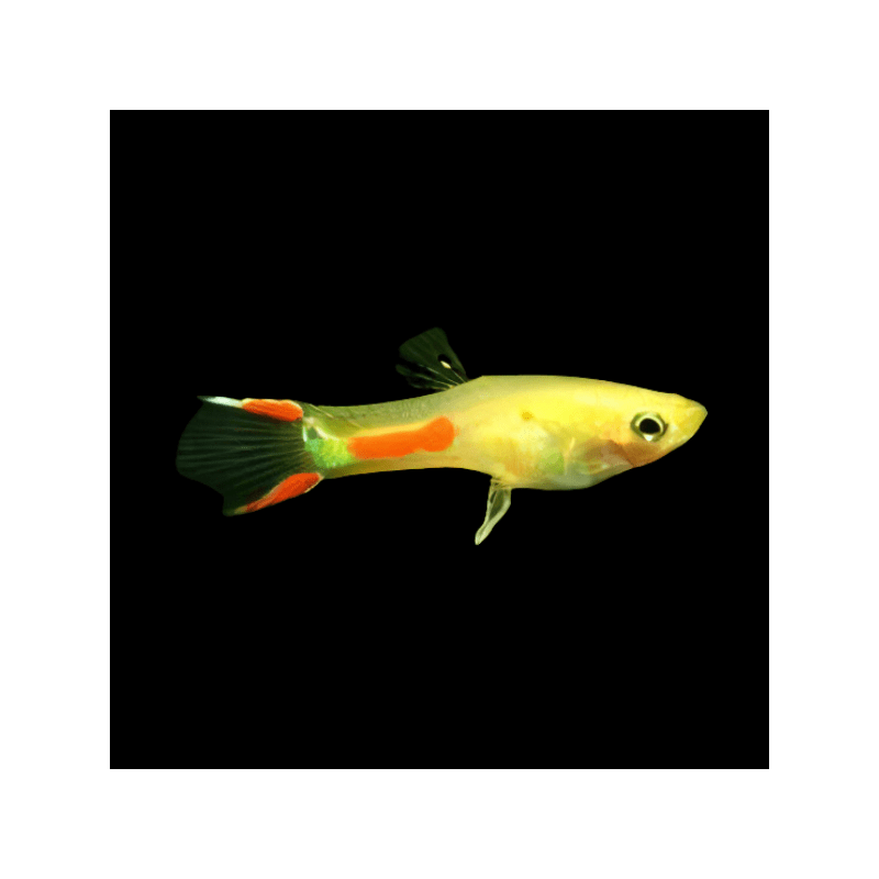 Poecilia endler gold yellow male - 1 - 2 cm