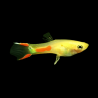 Poecilia endler gold yellow male - 1 - 2 cm
