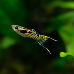 Poecilia endler green snake - 2 - 3 cm
