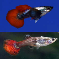 Poecilia reticulta Dumbo Ear Red Tail (coppia) - 3.5 cm