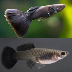 Poecilia reticulata moscow black (coppia) - 3.5 cm