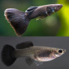 Poecilia reticulata moscow black (coppia) - 3.5 cm