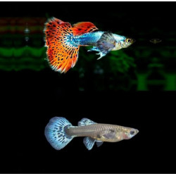 Poecilia reticulata galaxy mosaic red (coppia) - 3.5 cm