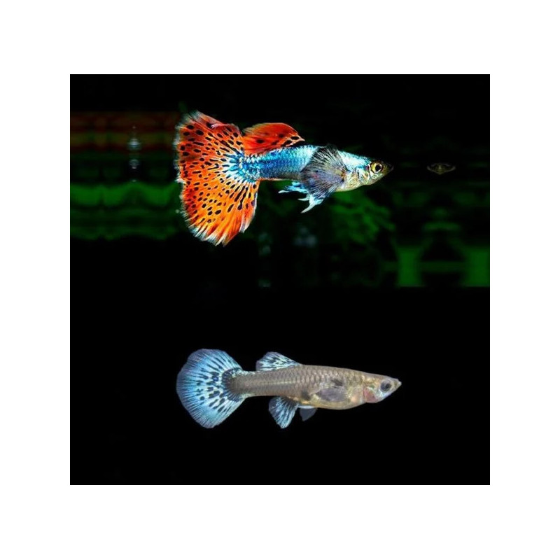 Poecilia reticulata galaxy mosaic red (coppia) - 3.5 cm