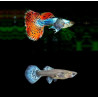 Poecilia reticulata galaxy mosaic red (coppia) - 3.5 cm