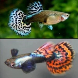 Poecilia reticulata platinum red mosaic big ear (coppia) - 3.5 cm