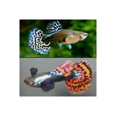 Poecilia reticulata platinum red mosaic big ear (coppia) - 3.5 cm