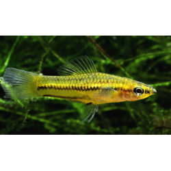 Xiphophorus pigmaeus - 2 cm