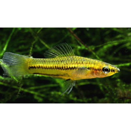 Xiphophorus pigmaeus - 2 cm