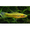 Xiphophorus pigmaeus - 2 cm