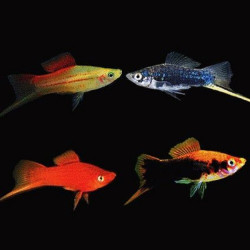 Xiphophorus helleri L mixture - L