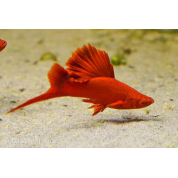 Xiphophorus helleri wien broccoli  (coppia)- 3.5 cm
