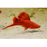 Xiphophorus helleri wien broccoli  (coppia)- 3.5 cm