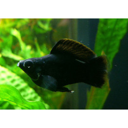 Poecilia latipinna ballon molly black - 2.5 - 3 cm