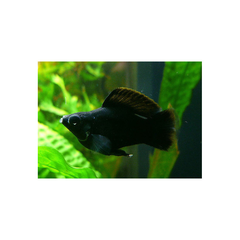 Poecilia latipinna ballon molly black - 2.5 - 3 cm