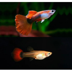 Poecilia reticulata red tuxedo koi red nose (coppia) - 3.5 cm