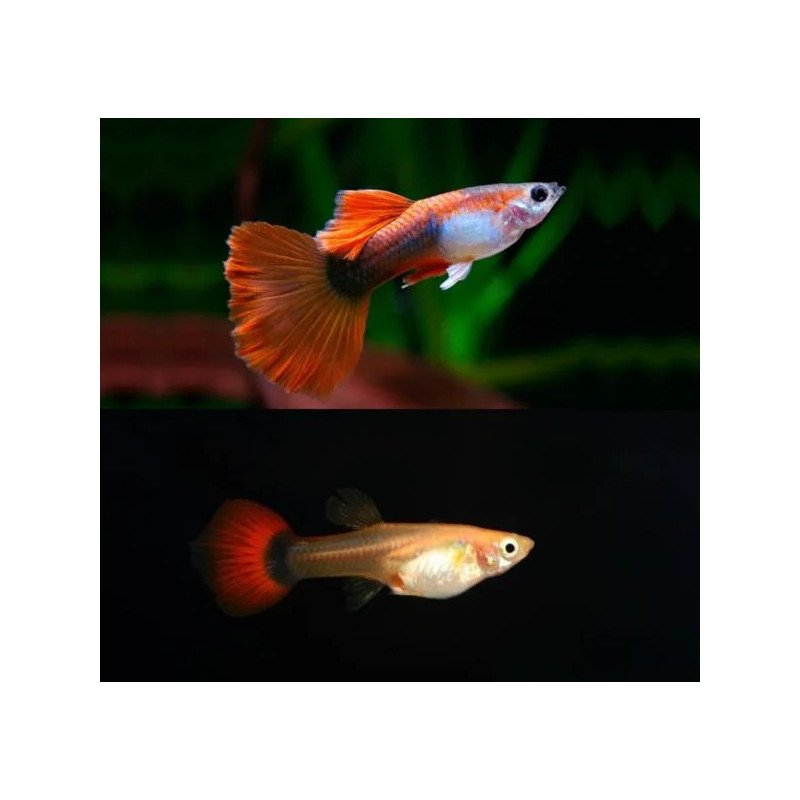 Poecilia reticulata red tuxedo koi red nose (coppia) - 3.5 cm