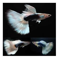 Poecilia reticulata white tuxedo (coppia) - 3.5 cm