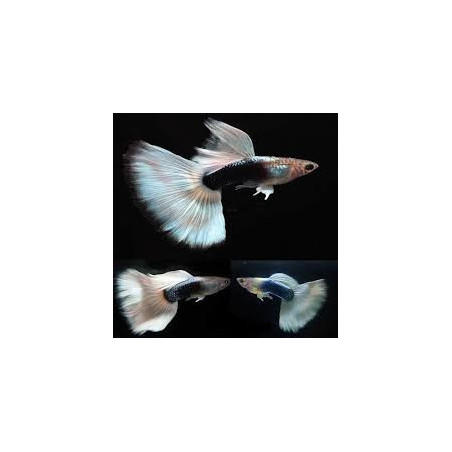 Poecilia reticulata white tuxedo (coppia) - 3.5 cm